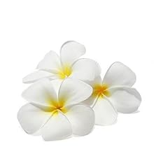 Plumeria Extract