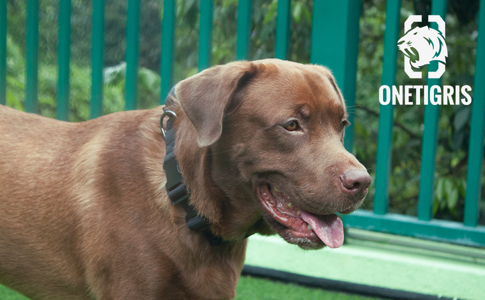 Tactical Dog Collar with Handle and UTXduraflex