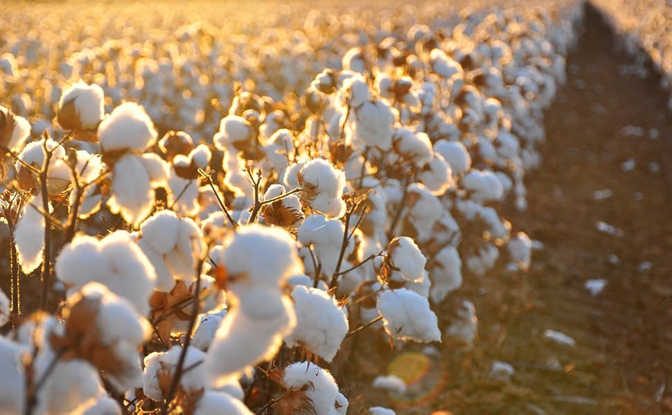 100% organic cotton