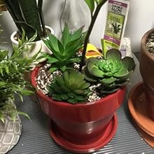 succulents plants artificial