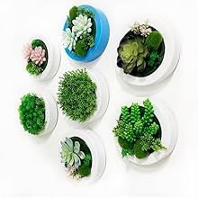 succulents plants artificial