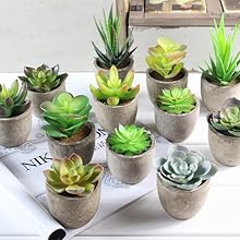 succulents plants artificial