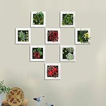 succulents plants artificial
