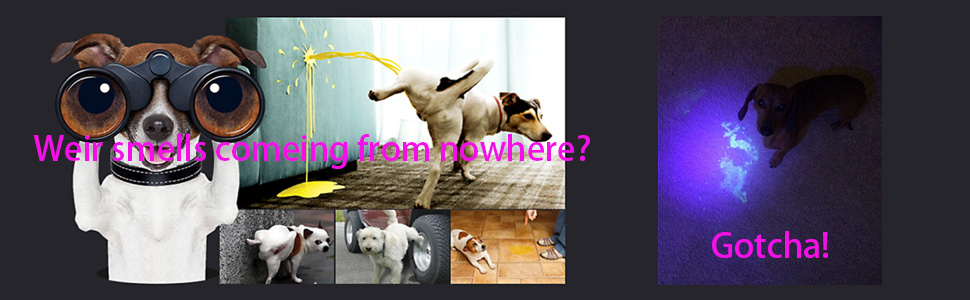 Amazon.com: Toprohomie - Linterna ultravioleta para orina de ...