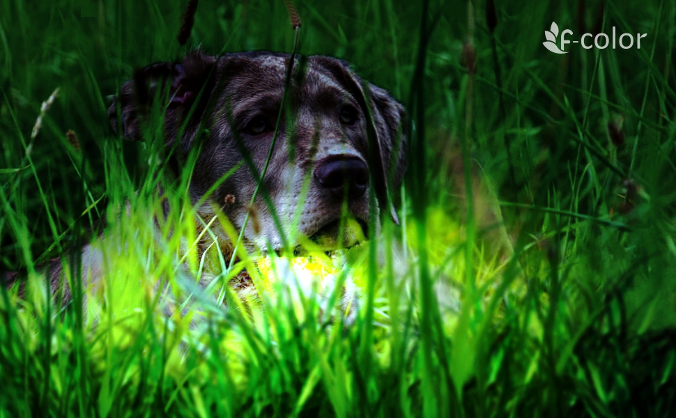 Fcolor Dog Training Collar, 865 Yards Shock Collar for