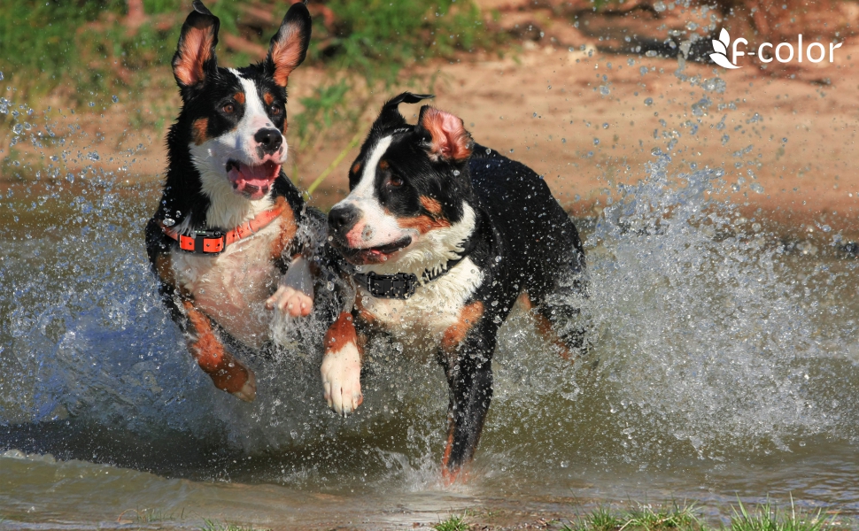 Fcolor Dog Training Collar, 865 Yards Shock Collar for