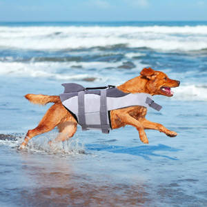 Belly buckles & chest straps ensure a safe & secure fit for any size dog