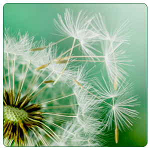 Dandelion Root