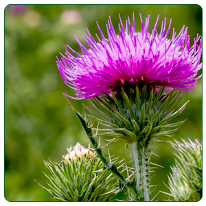 Milk Thistle Seeds