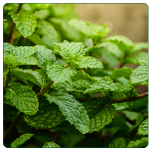 PEPPERMINT LEAVES