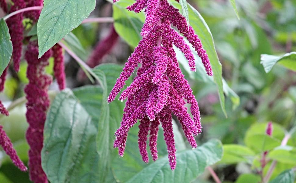 amaranth seeds organic