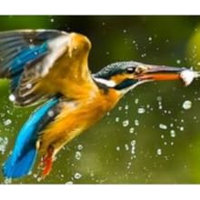 bird flying out of the water - panasonic, focus camera