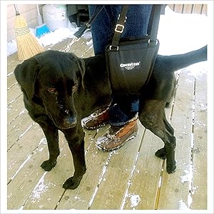 canine cruciate ligament injury tplo dog acl surgery recovery slings leg stifle joint ccl hurt knee