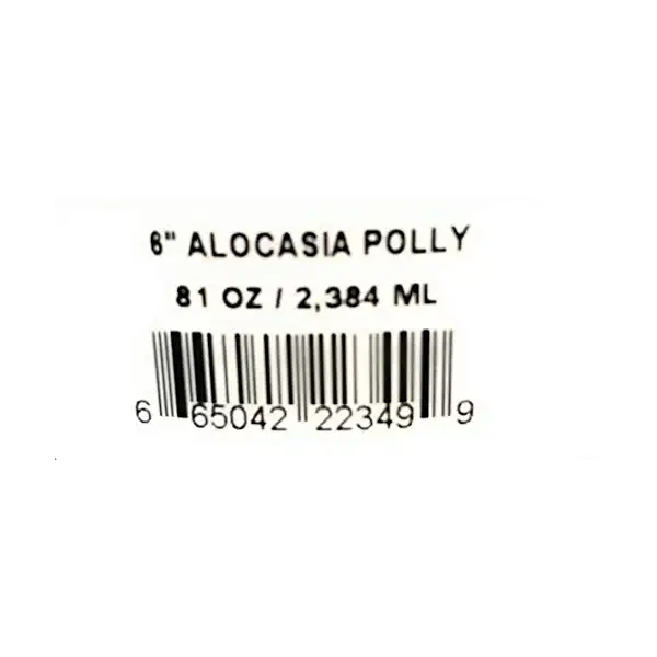 Alocasia Plant 6 inch, 1 EA 2