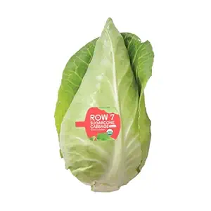 Organic Sugarcone Cabbage