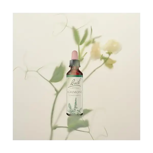 Agrimony 2