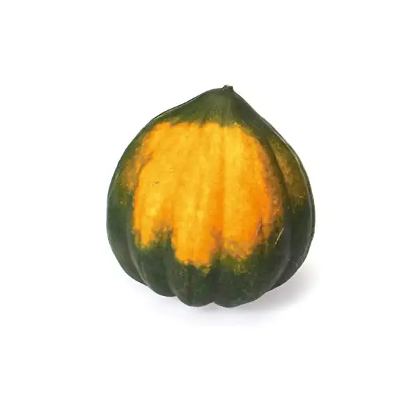 Acorn Squash 1