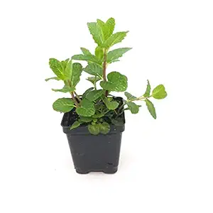 Organic Mint, 1 EA