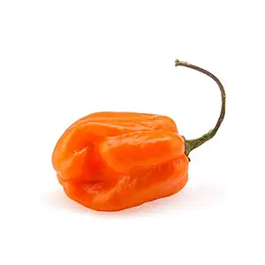 Habanero Pepper