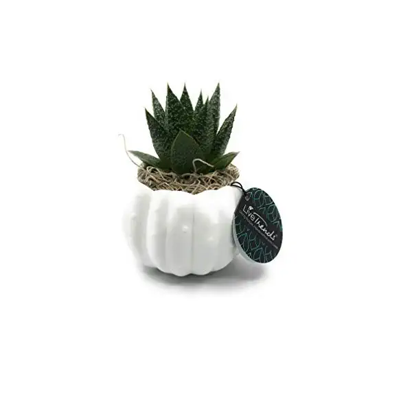 Succulent Pumpkin Gathering, 1 EA 1