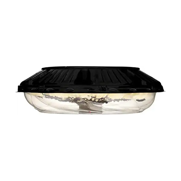 8" Chocolate Cream 5