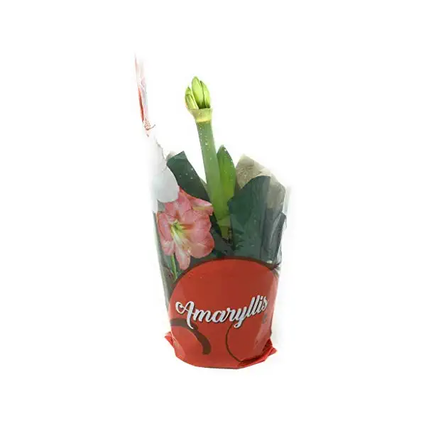 Amaryllis In Clay Pot 1