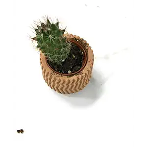 Succulent Plant in Ceramic Pot 3 Inch, 1 EA