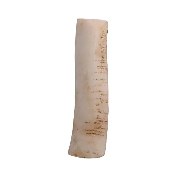 Daikon Radish 1
