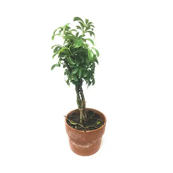 Premium Foliage In Clay Pot 6 In 1