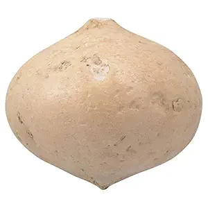 Jicama Root