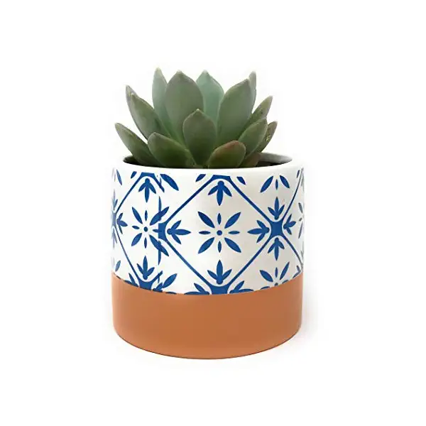Succulent in Ceramic Geo 1