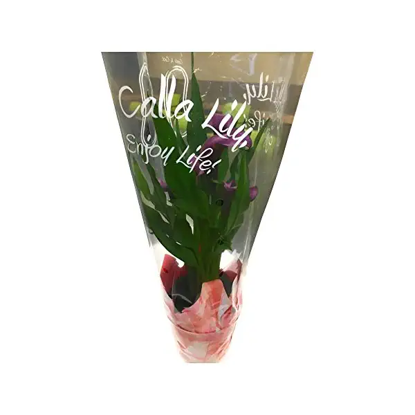 Calla Lily 6 Inch, 1 EA 1
