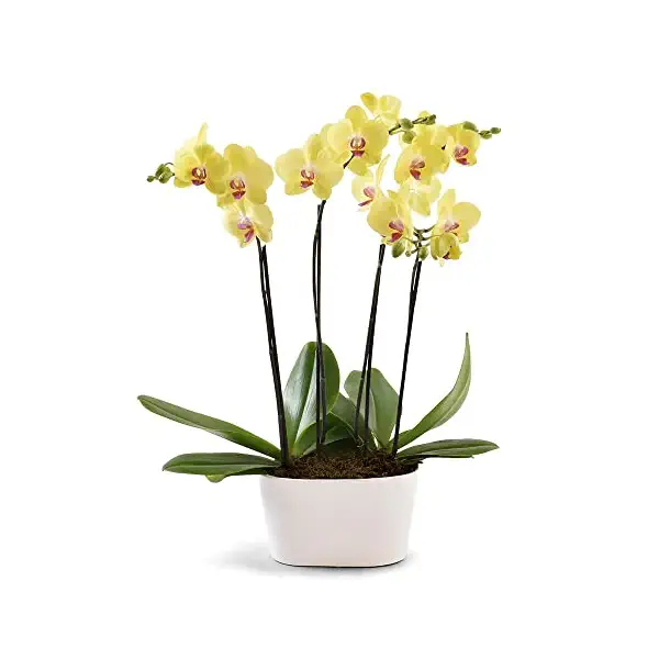 Double Orchid Garden 7 Inch, 1 EA 1