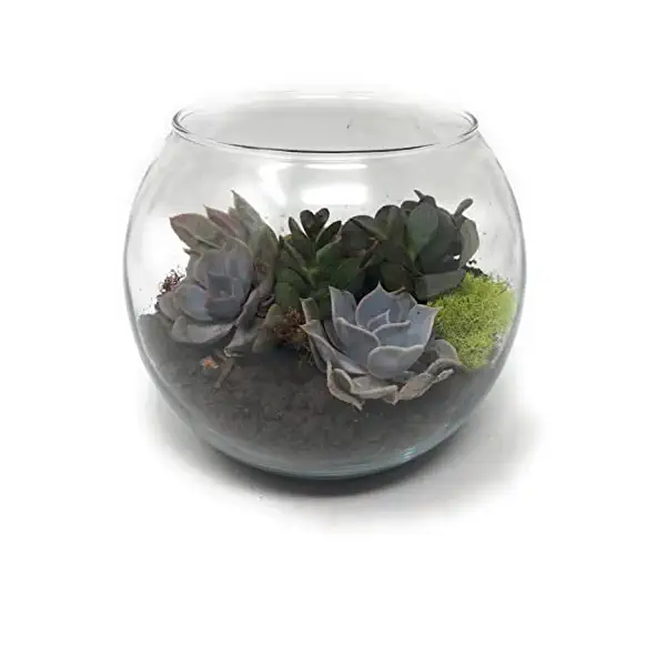 Succulent Garden 6 Inch, 1 EA 1