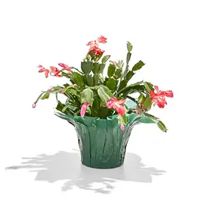 Zygo Christmas Cactus 6 Inch, 1 EA