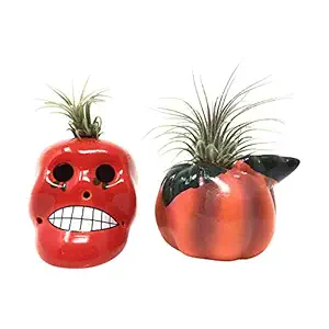 Plant Tillandsia 3In, 1 EA