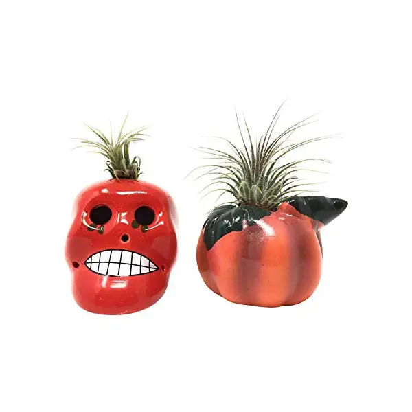 Plant Tillandsia 3In, 1 EA 1