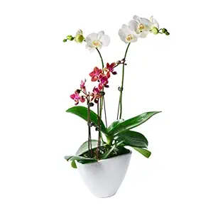 Orchid Garden in Round Pot 8 Inch, 1 EA