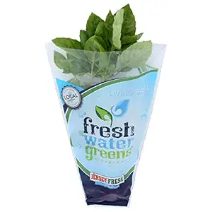 Living Basil, 1 EA