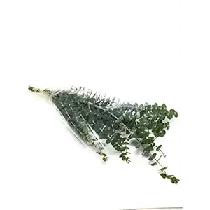 Mixed Eucalyptus, 1 EA