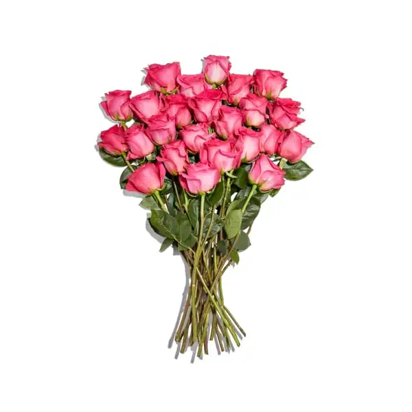 Pink Roses 24 Stem 1