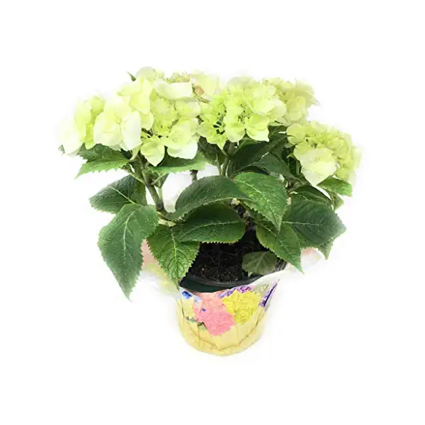 4 Inch Hydrangea, 1 EA 1
