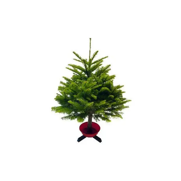 Tree Tabletop 36 inch, 1 EA 1