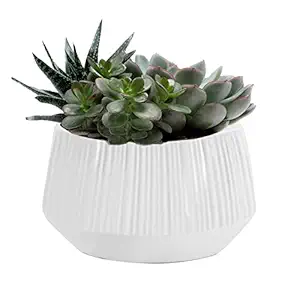 Succulent Garden, 1 EA