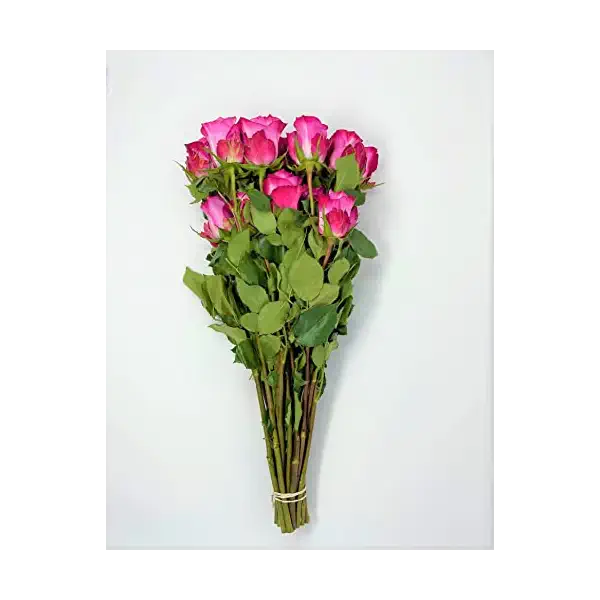 Pink Roses 24 Stem 3
