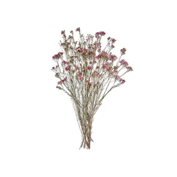 Waxflower 5 Stem, 1 EA 1