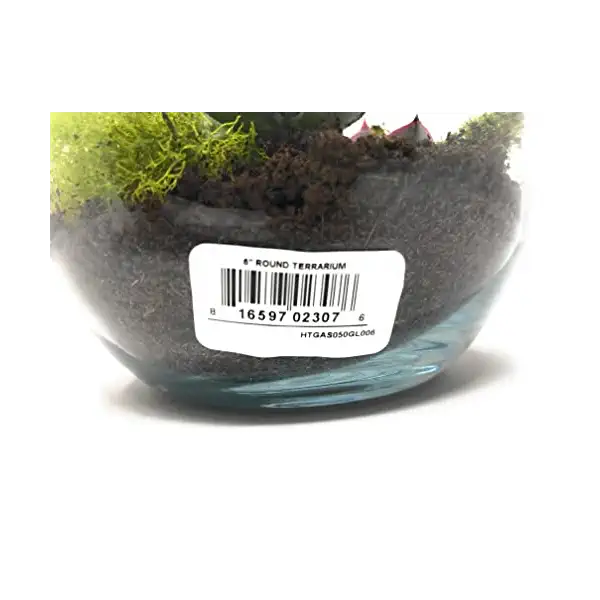 Succulent Garden 6 Inch, 1 EA 2