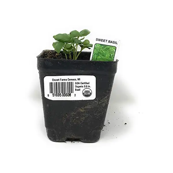 Assorted Basil 3.5 Inch 2