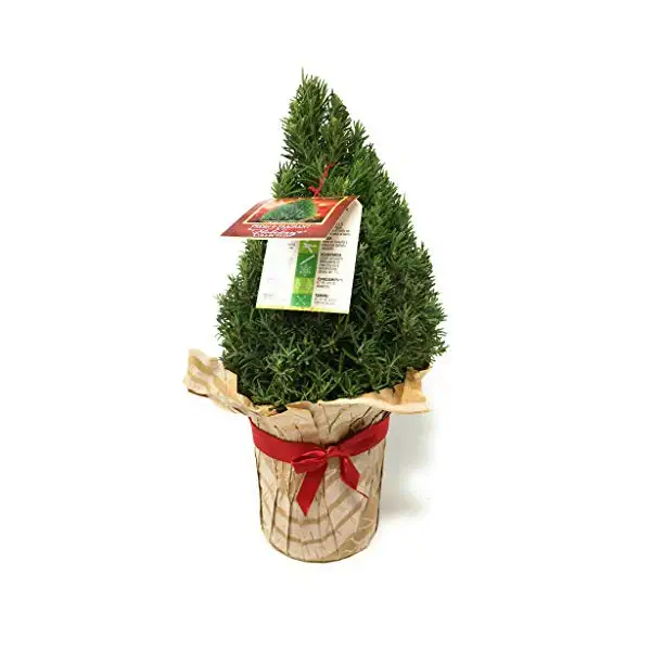 Rosemary Cone 6 Inch, 1 EA 1