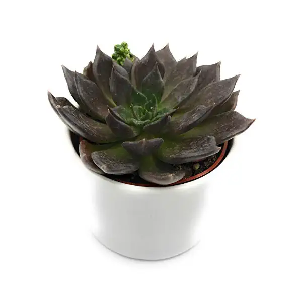 Orange Amaryllis in Clay 6 Inch, 1 EA 1